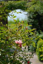 Inverewe Garden