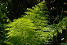 Inverewe Garden