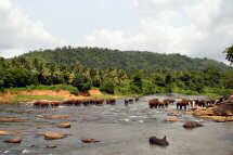 Elefanten beim Baden im Fluß