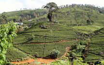Teeplantage im Hochland