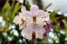 Botanischer Garten - Orchidee