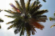 The Royal Coco Palm