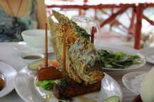 Elefantenohrfisch