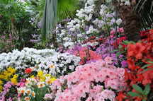 Frhlingsblumen, Azaleen