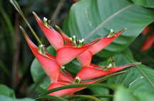 Heliconia